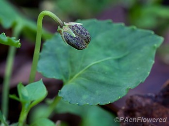 Seedpod